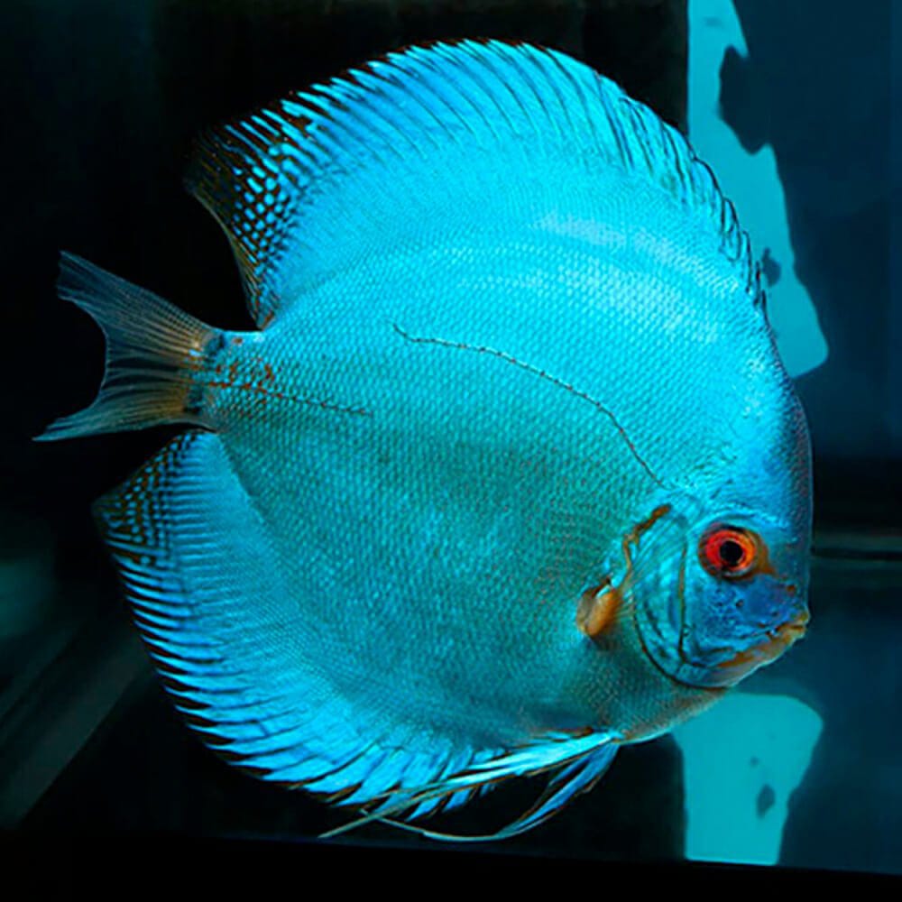 BLUE DIAMOND Discus